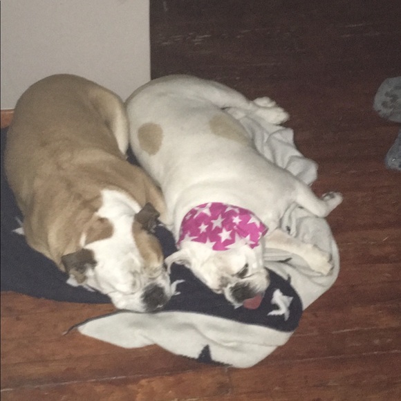 Rocky + Daisy - Picture 4 of 11